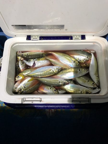 ヤザワ渡船 釣果