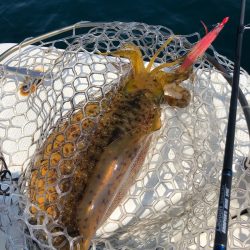 「LaGooN」蒼陽丸 日和号 釣果