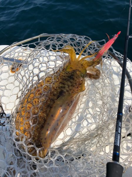 「LaGooN」蒼陽丸 日和号 釣果