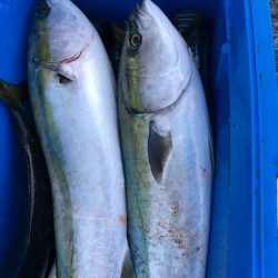 あみや渡船 JIGBOY 釣果