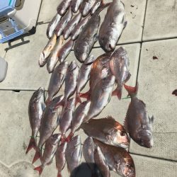 遊漁船メテオ 釣果