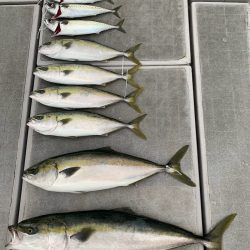 SeaRide(シーライド) 釣果