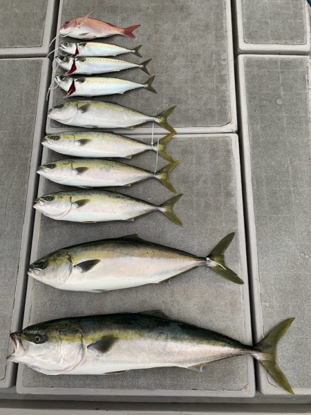 SeaRide(シーライド) 釣果