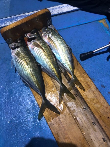 ヤザワ渡船 釣果