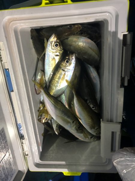 ヤザワ渡船 釣果