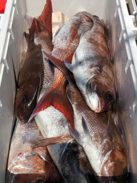 第二八坂丸 釣果