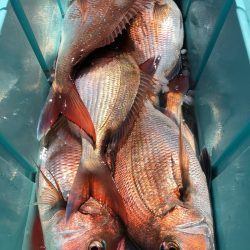 第二八坂丸 釣果