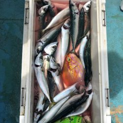 丸万釣船 釣果