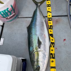 エヌスタイル 釣果