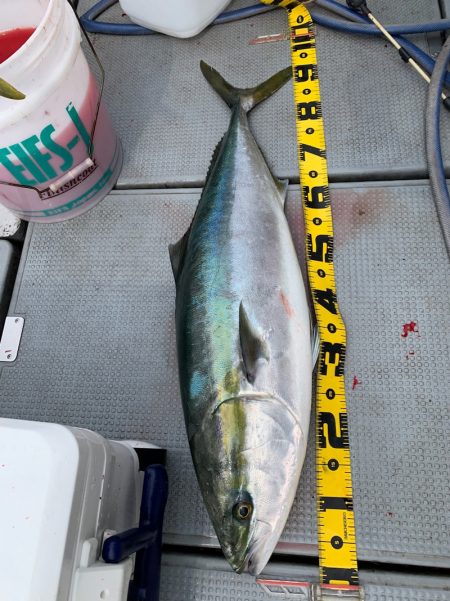 エヌスタイル 釣果