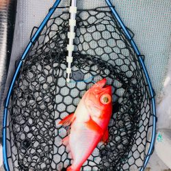 ＴＡＲＯＭＡＲＵ 釣果