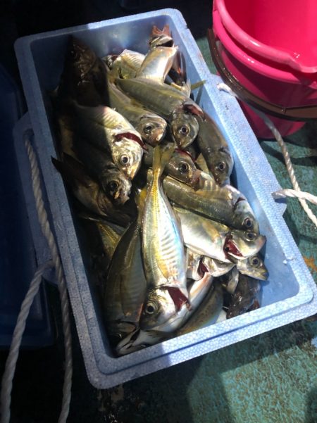 ヤザワ渡船 釣果