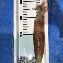 海龍丸(石川) 釣果