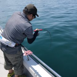 ビッグファイター 釣果