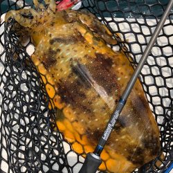 「LaGooN」蒼陽丸 日和号　 釣果