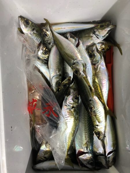 ヤザワ渡船 釣果