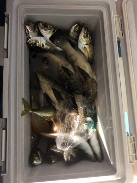 ヤザワ渡船 釣果