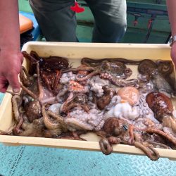 ヤザワ渡船 釣果