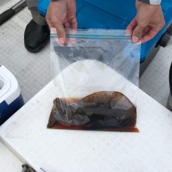 「LaGooN」蒼陽丸 日和号 釣果