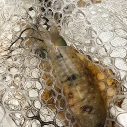 「LaGooN」蒼陽丸 日和号 釣果