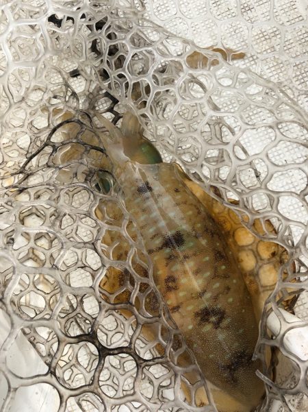 「LaGooN」蒼陽丸 日和号 釣果