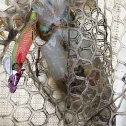 「LaGooN」蒼陽丸 日和号 釣果