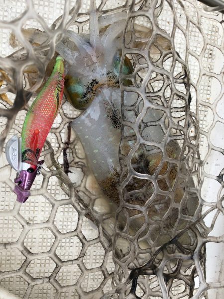 「LaGooN」蒼陽丸 日和号 釣果