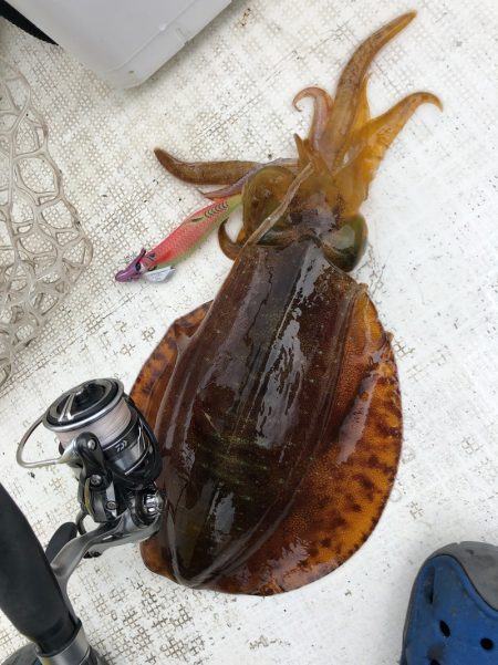 「LaGooN」蒼陽丸 日和号 釣果