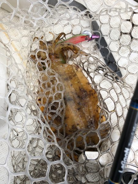 「LaGooN」蒼陽丸 日和号 釣果