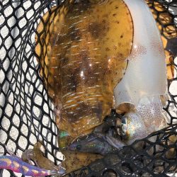 「LaGooN」蒼陽丸 日和号 釣果