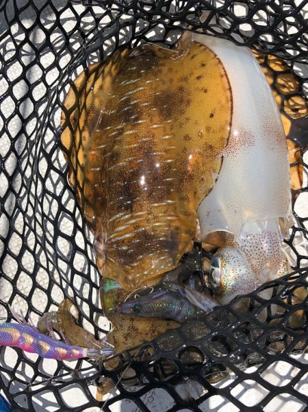 「LaGooN」蒼陽丸 日和号 釣果