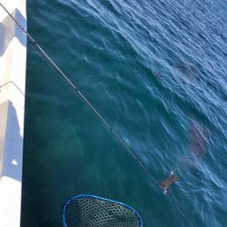 「LaGooN」蒼陽丸 日和号 釣果