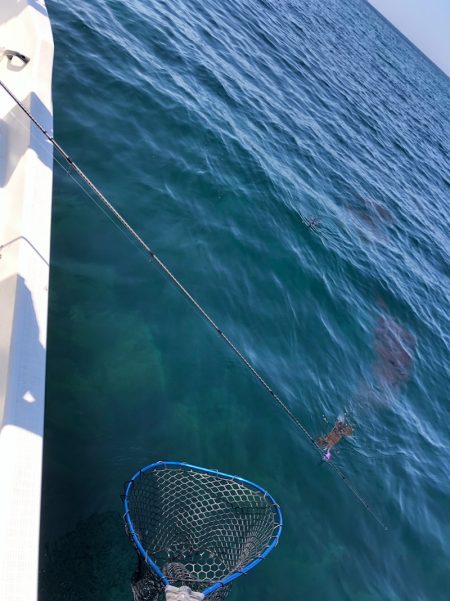 「LaGooN」蒼陽丸 日和号 釣果