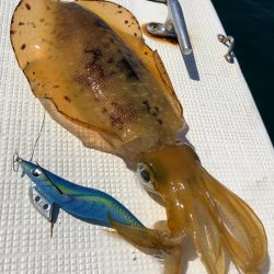 「LaGooN」蒼陽丸 日和号 釣果