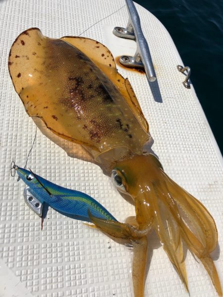 「LaGooN」蒼陽丸 日和号 釣果