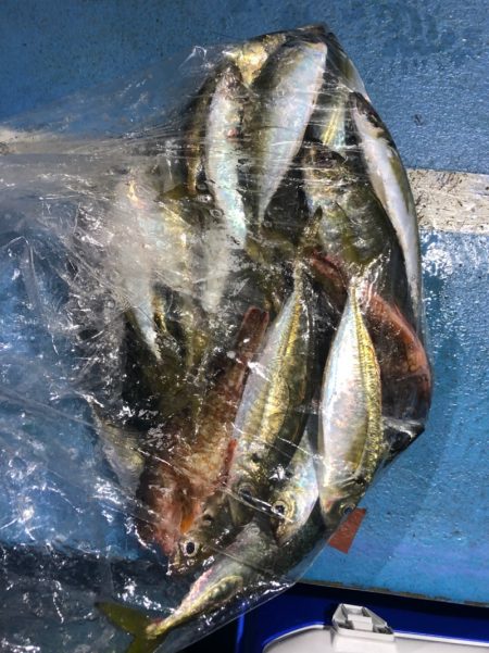 ヤザワ渡船 釣果