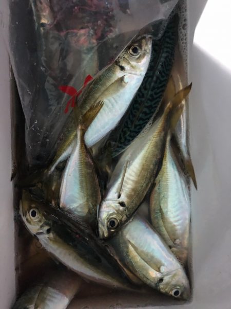 ヤザワ渡船 釣果