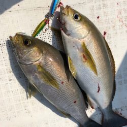 「LaGooN」蒼陽丸 日和号 釣果