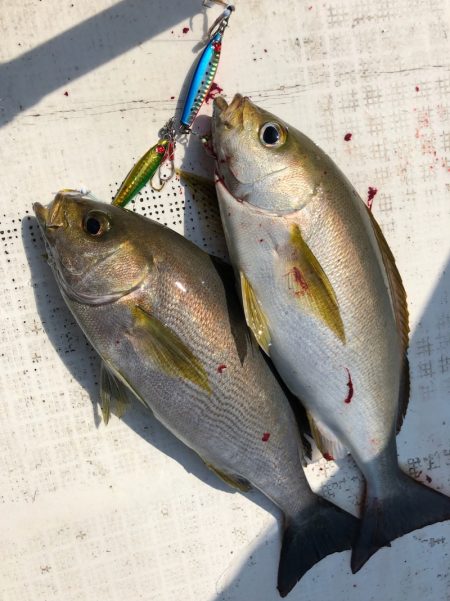 「LaGooN」蒼陽丸 日和号 釣果
