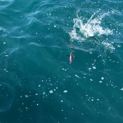 あみや渡船 JIGBOY 釣果