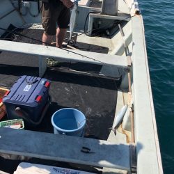 あみや渡船 JIGBOY 釣果