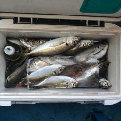 ヤザワ渡船 釣果