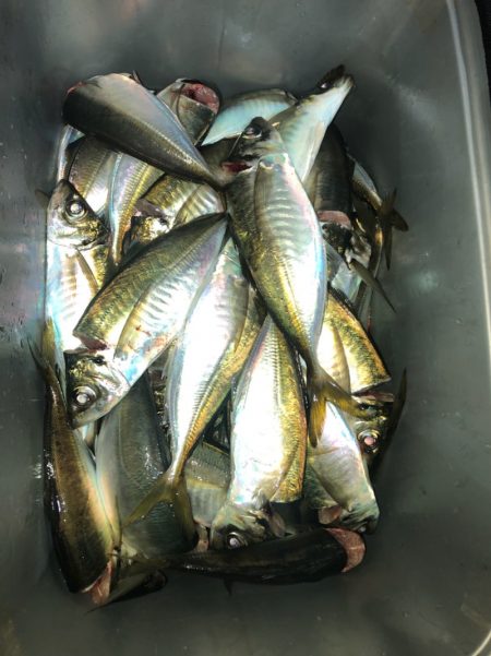 ヤザワ渡船 釣果