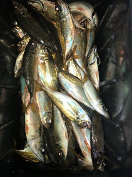 ヤザワ渡船 釣果