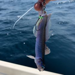 「LaGooN」蒼陽丸 日和号 釣果