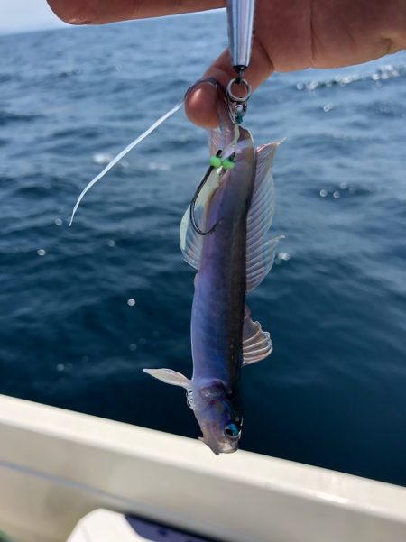 「LaGooN」蒼陽丸 日和号 釣果