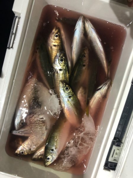 ヤザワ渡船 釣果