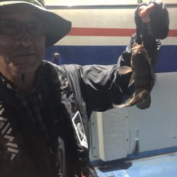 ヤザワ渡船 釣果