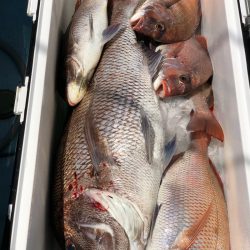 第二八坂丸 釣果