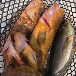 「LaGooN」蒼陽丸 日和号 釣果